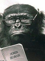 A chimp watching over his glasses into the camera, reading in a book called "human behavior"